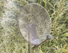 parabole transparente 60 cm
